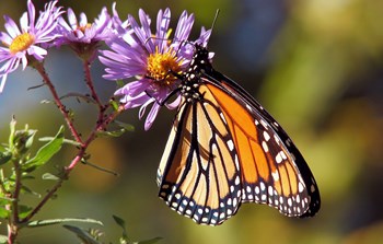 monarch_butterfly_193610[1].jpg